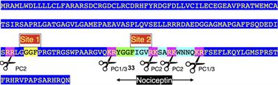 Avian opioid peptides: evolutionary considerations, functional roles and a challenge to address critical questions